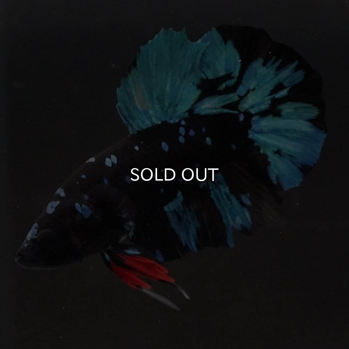 画像7: HMPK ブラックスター (7)