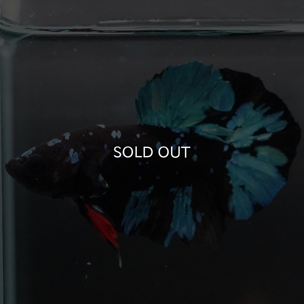 画像5: HMPK ブラックスター (5)