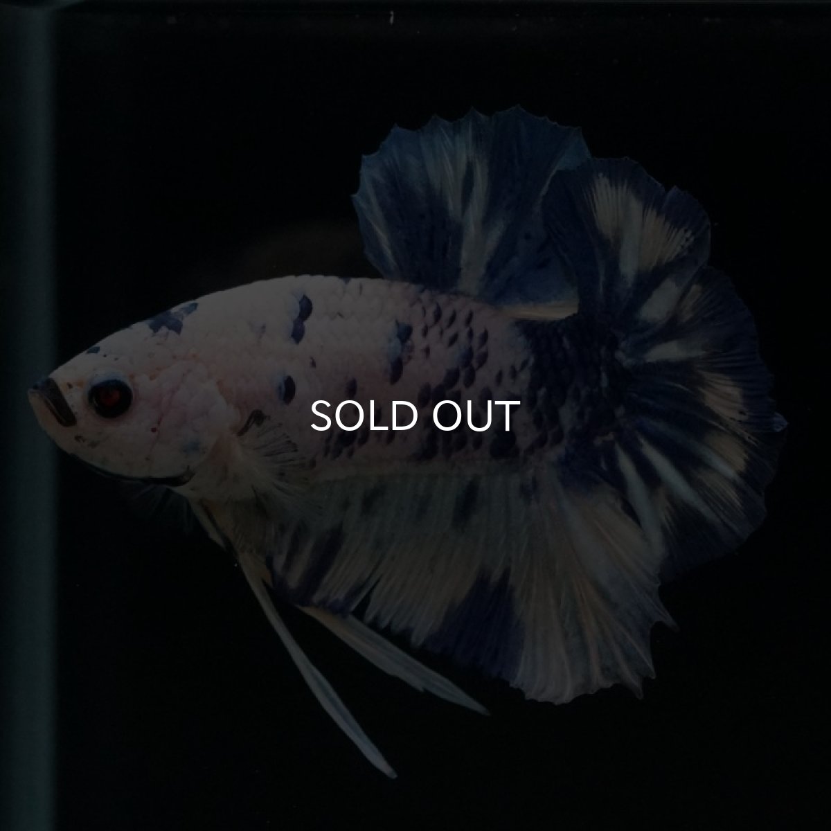 画像14: HMPK　ホワイトブルードット (14)