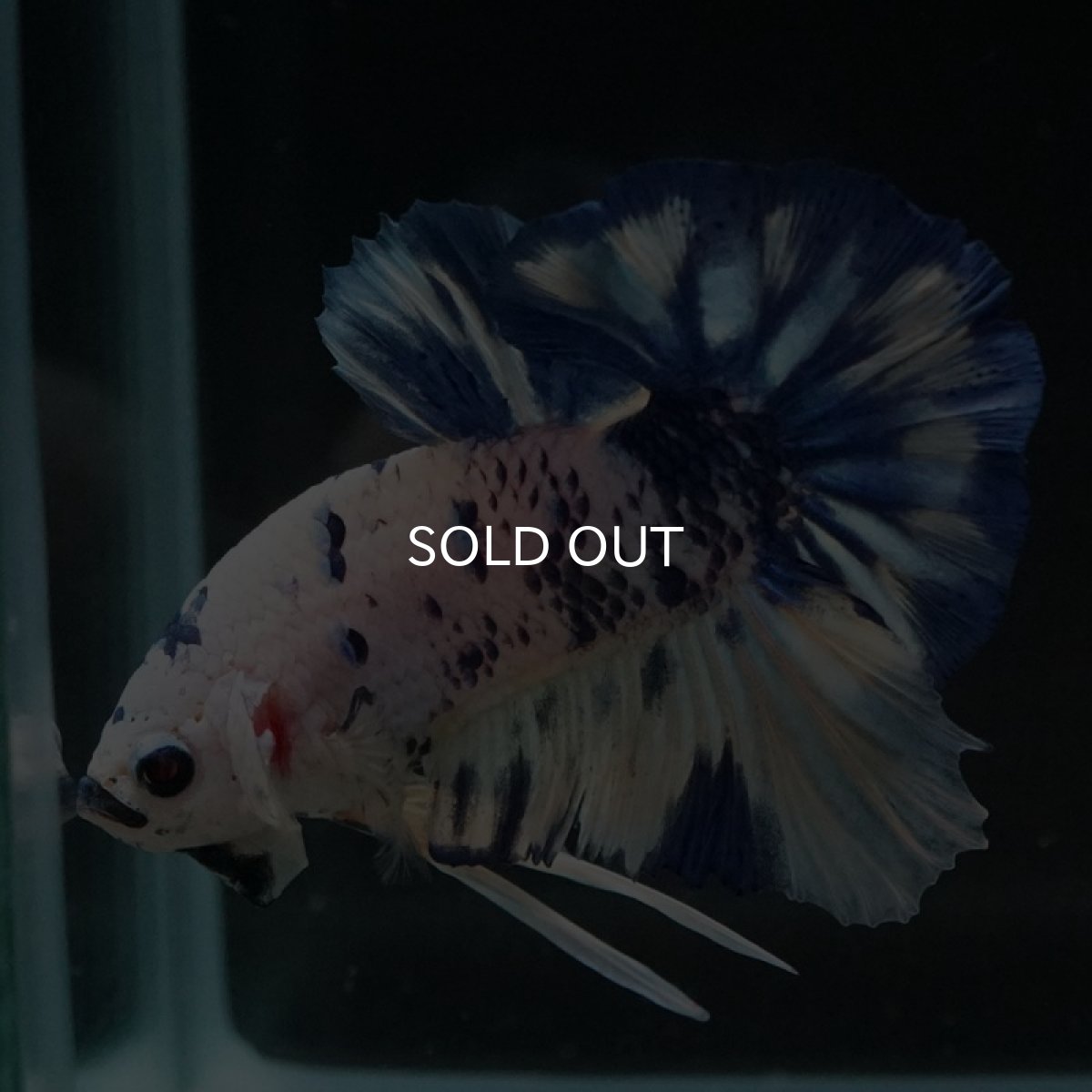 画像13: HMPK　ホワイトブルードット (13)