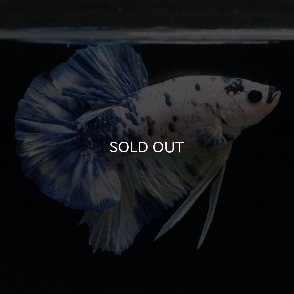 画像11: HMPK　ホワイトブルードット (11)