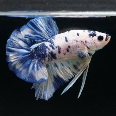 画像11: HMPK　ホワイトブルードット (11)