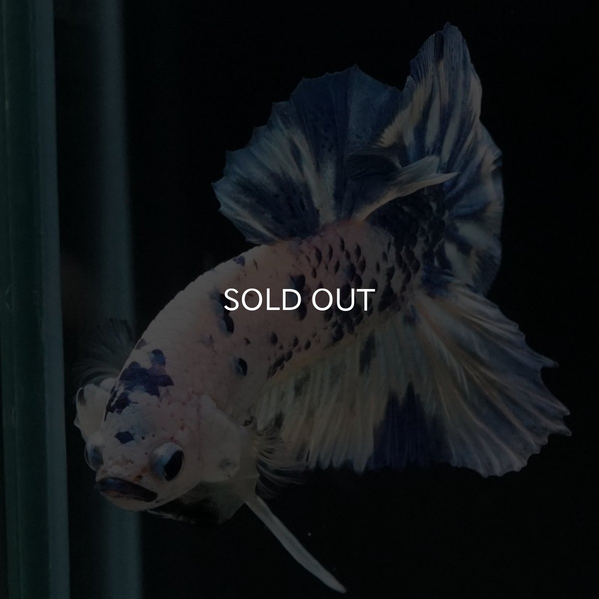 画像9: HMPK　ホワイトブルードット (9)