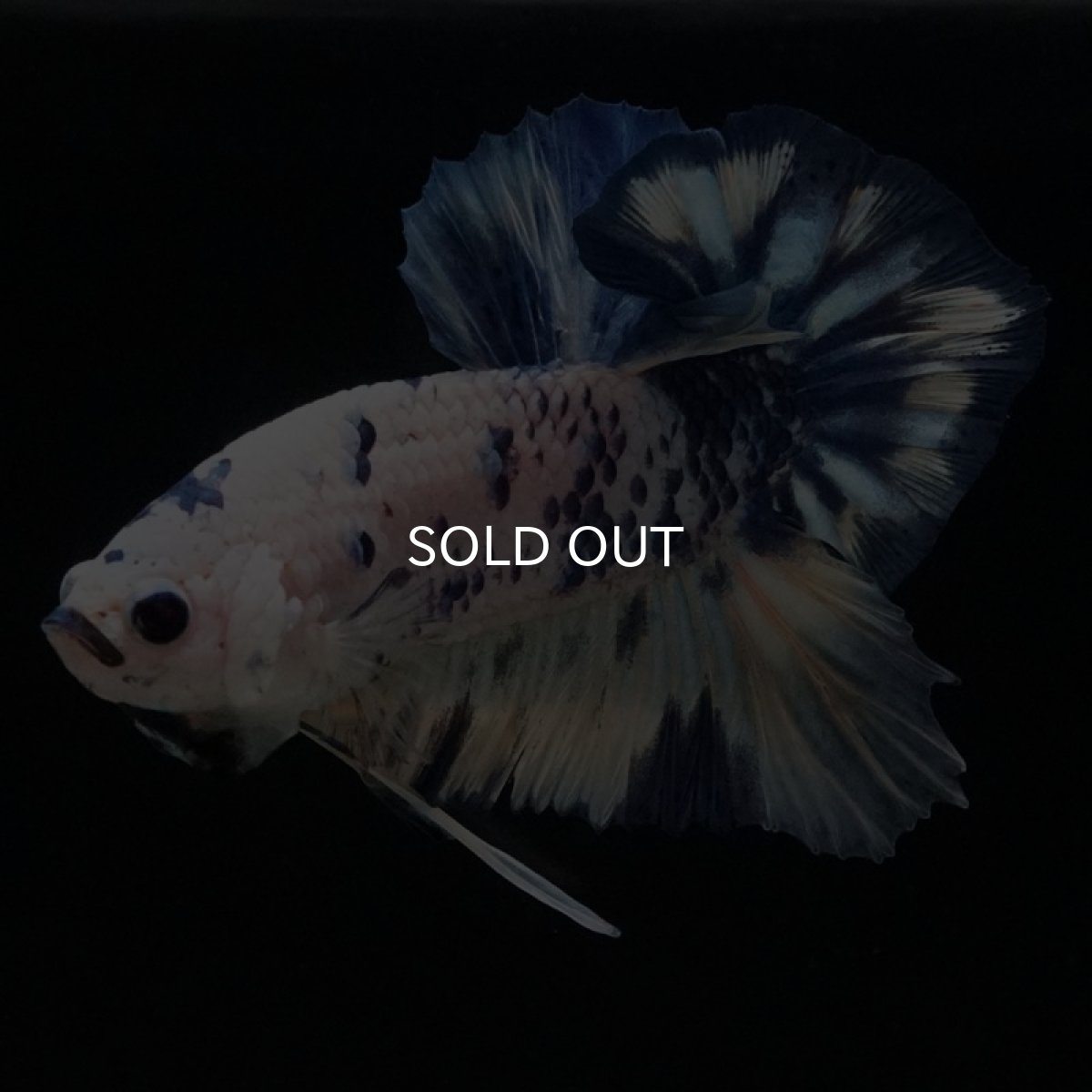 画像8: HMPK　ホワイトブルードット (8)