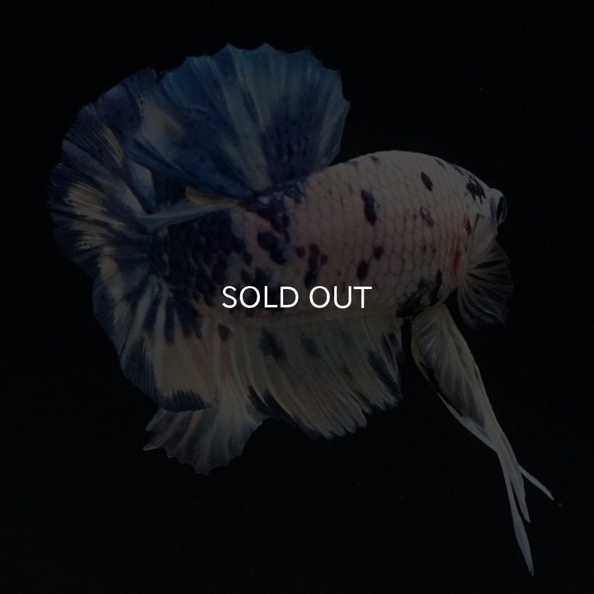 画像7: HMPK　ホワイトブルードット (7)