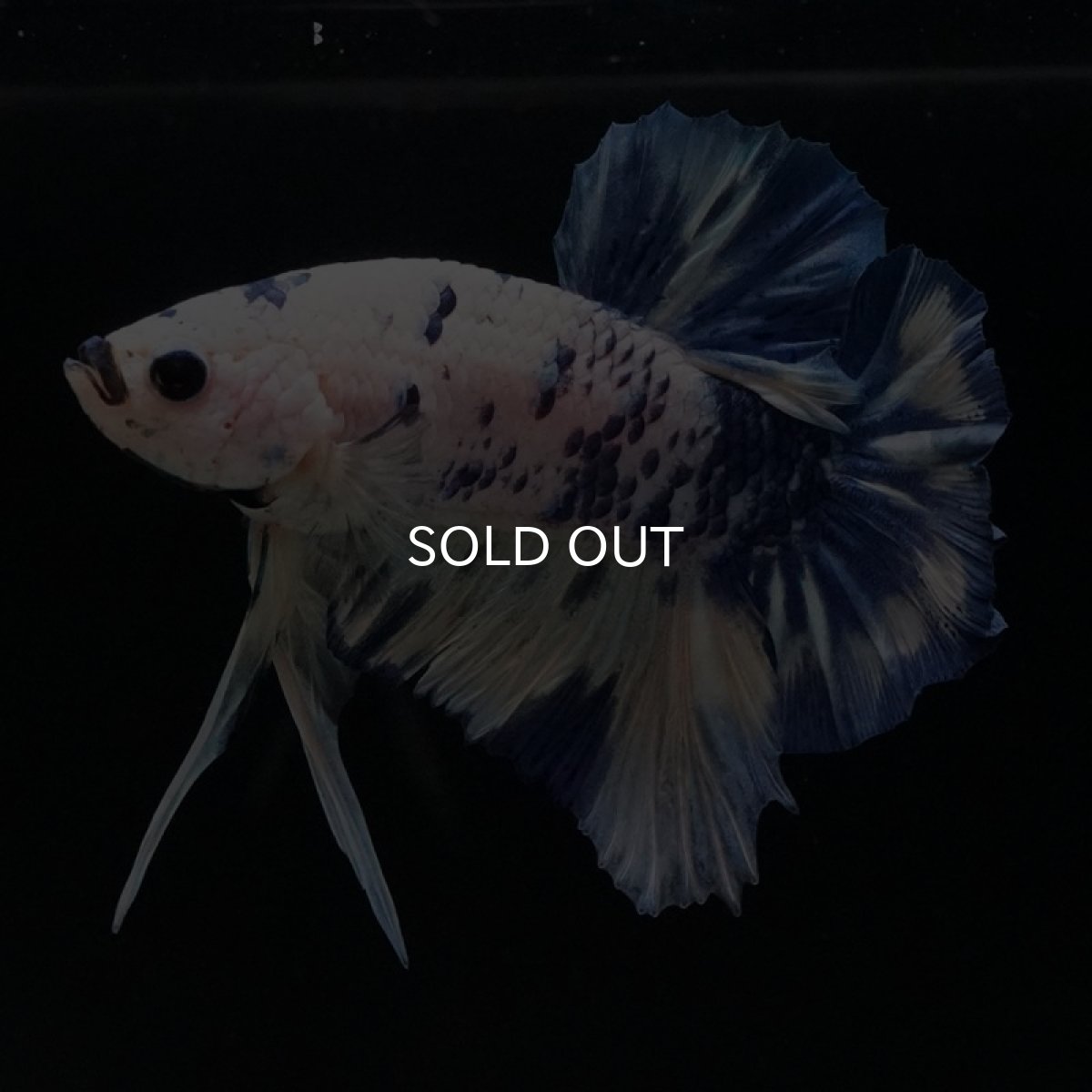 画像2: HMPK　ホワイトブルードット (2)