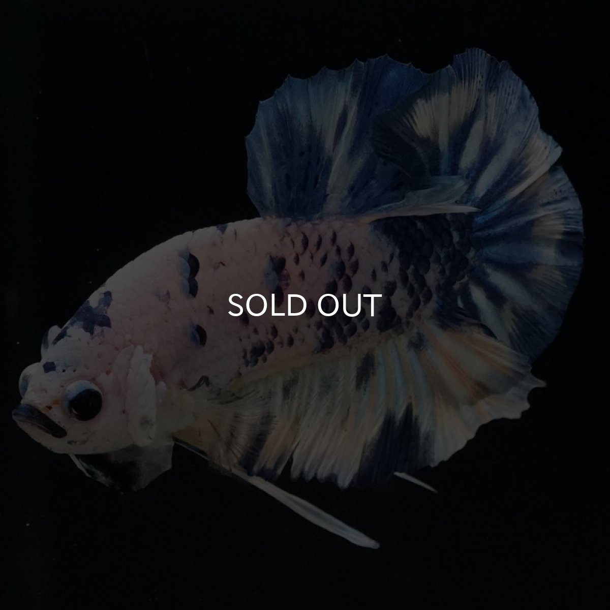 画像6: HMPK　ホワイトブルードット (6)