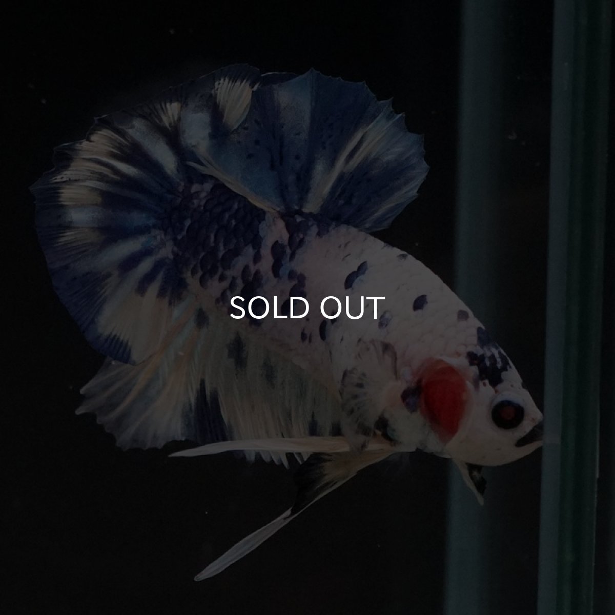 画像4: HMPK　ホワイトブルードット (4)