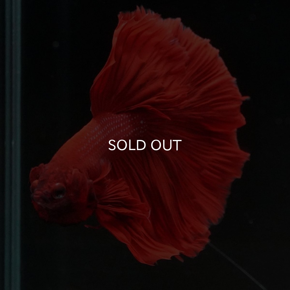 画像4: HM　ソリッドレッド (4)