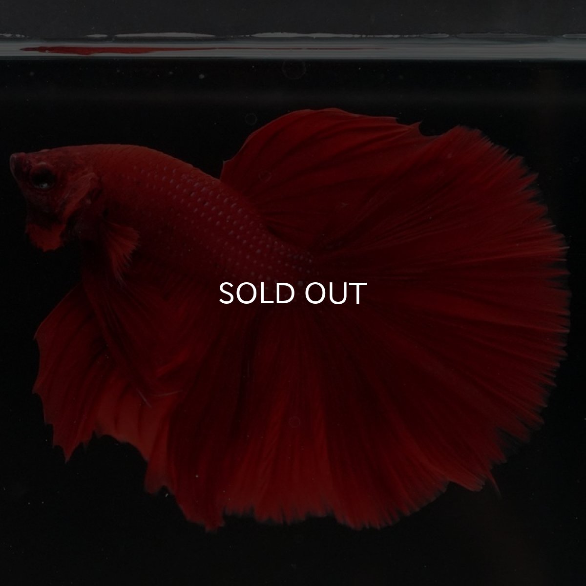 画像6: HM　ソリッドレッド (6)