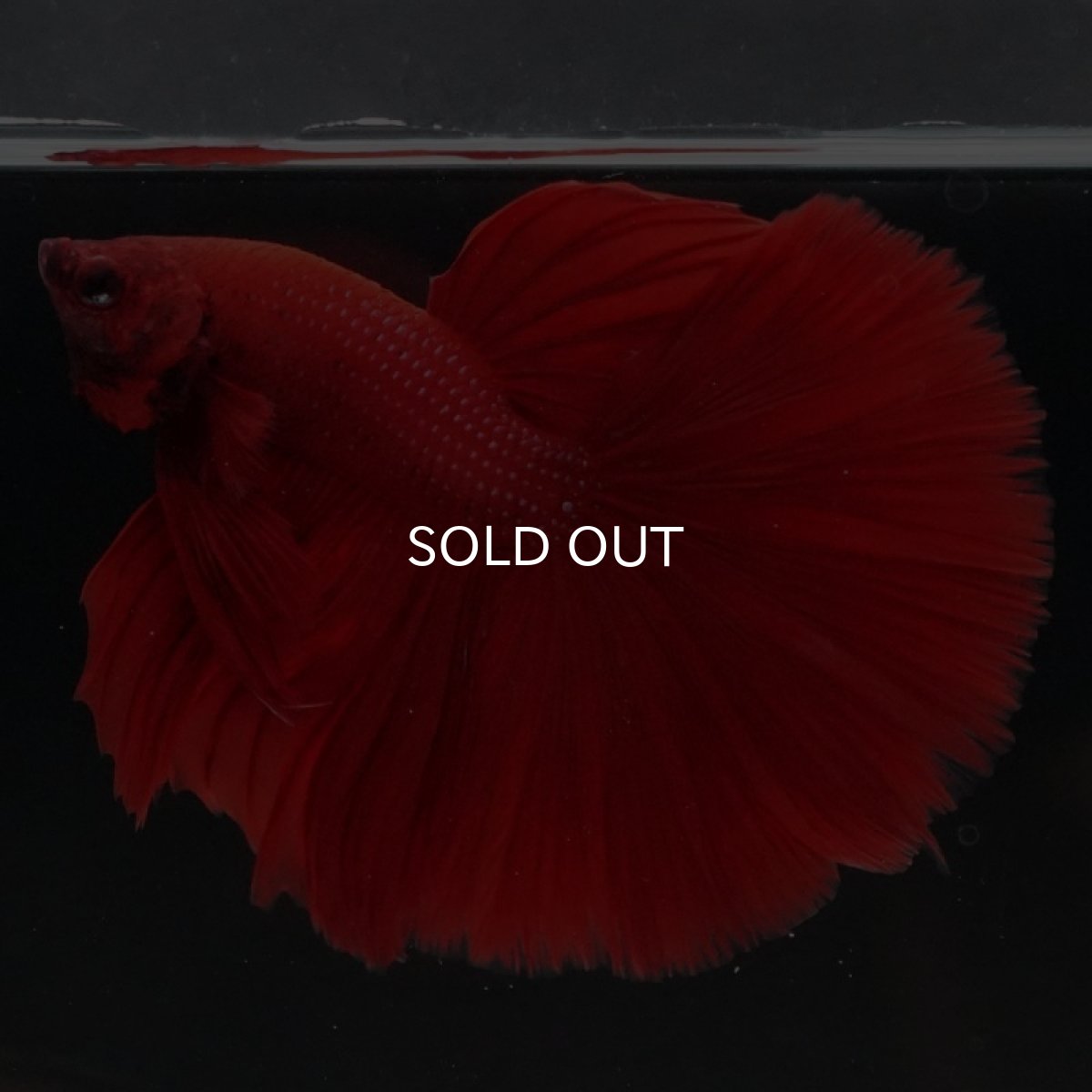 画像5: HM　ソリッドレッド (5)