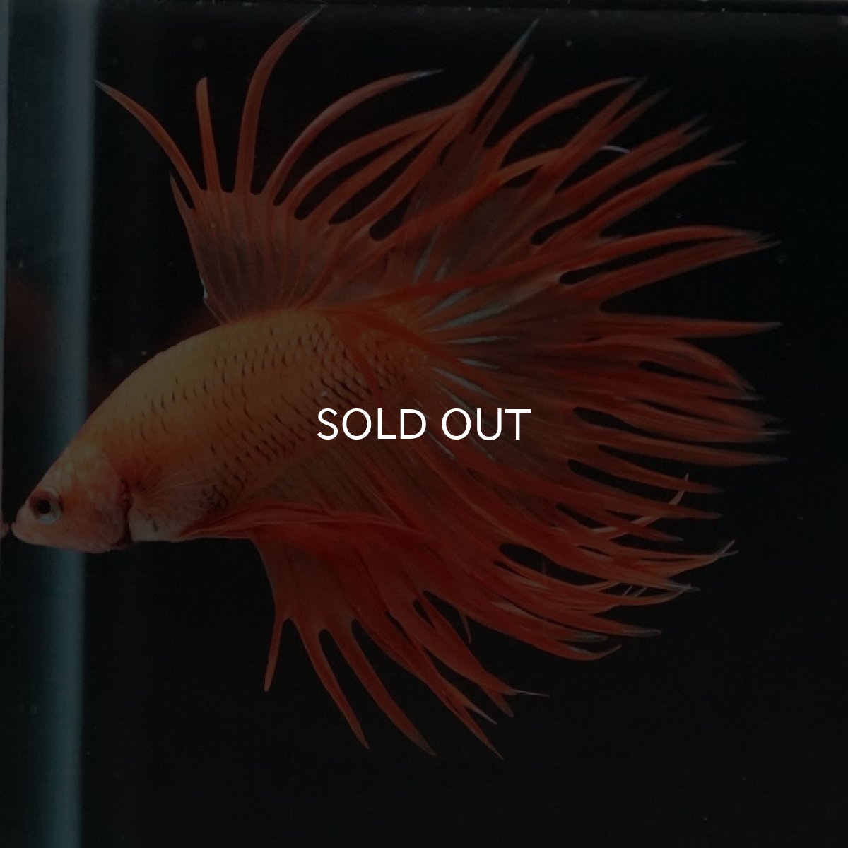 画像4: CT オレンジ (4)