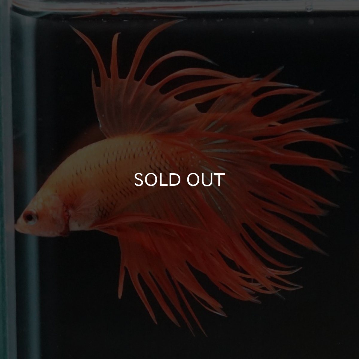 画像3: CT オレンジ (3)