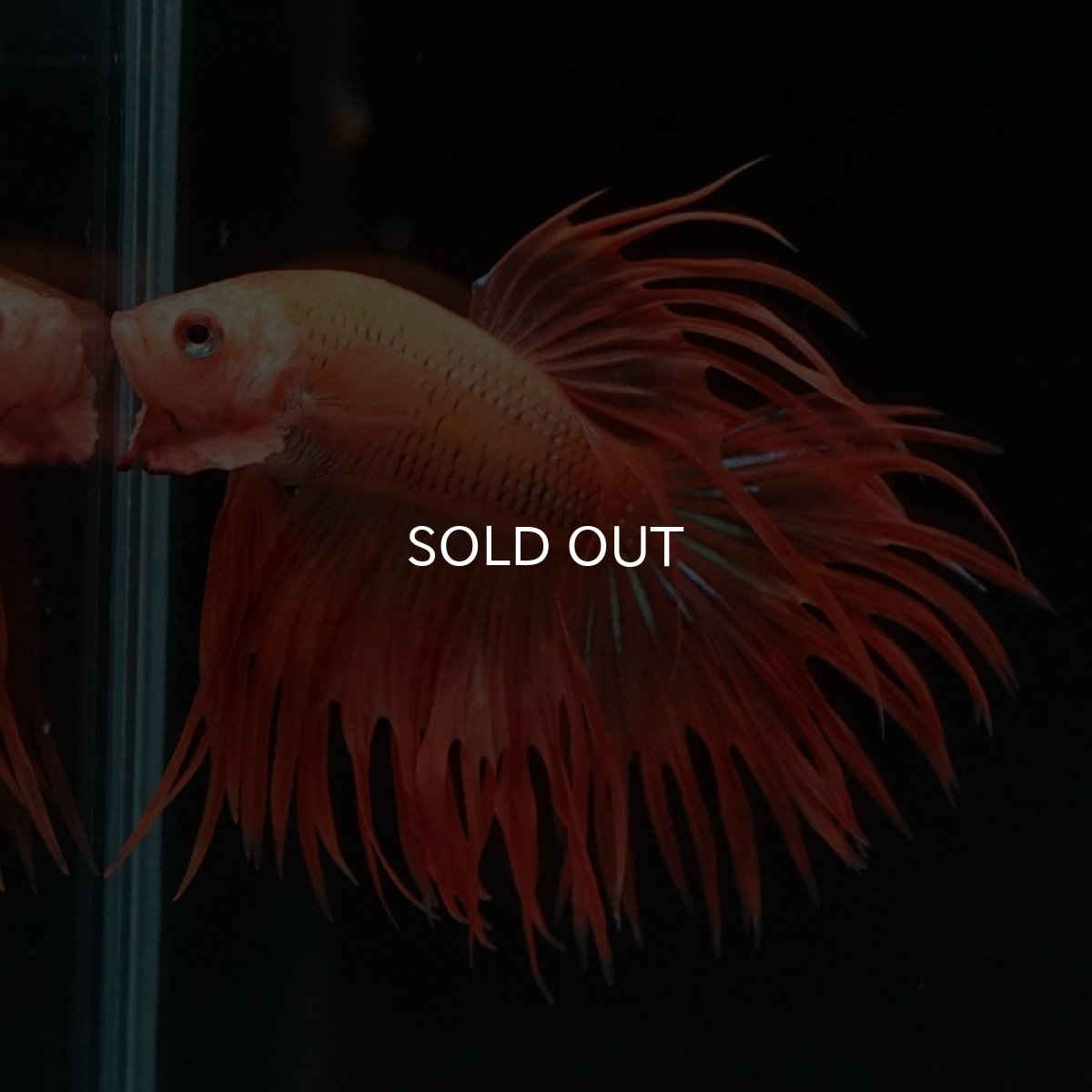 画像2: CT オレンジ (2)