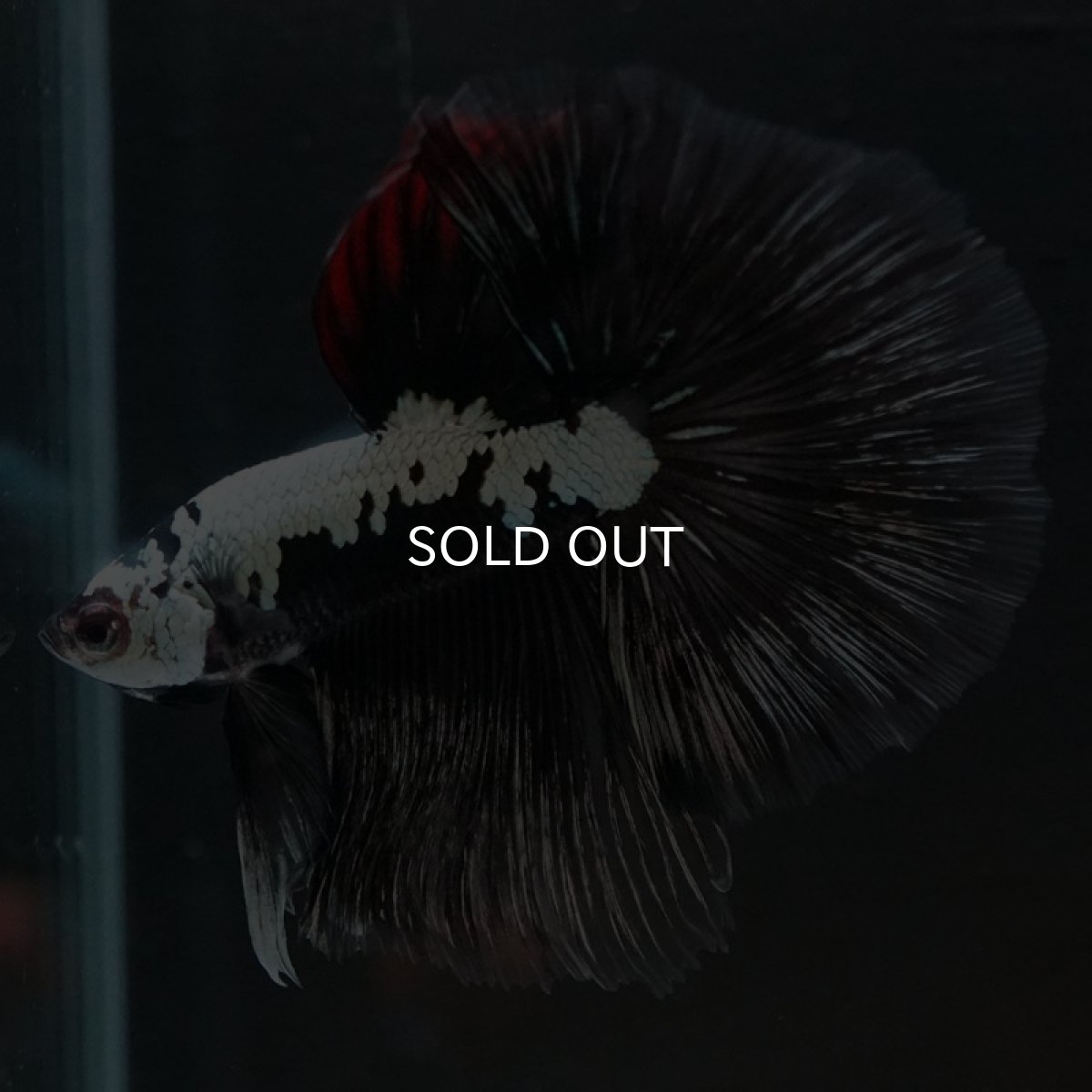 画像2: HM ブラックレッドサムライ (2)