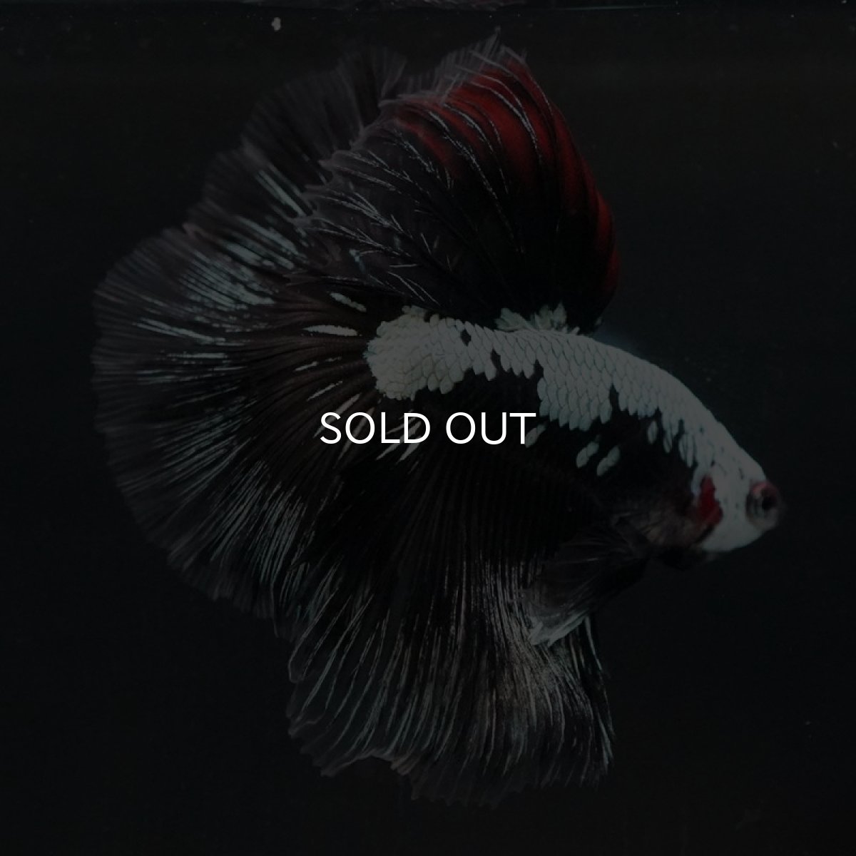 画像4: HM ブラックレッドサムライ (4)