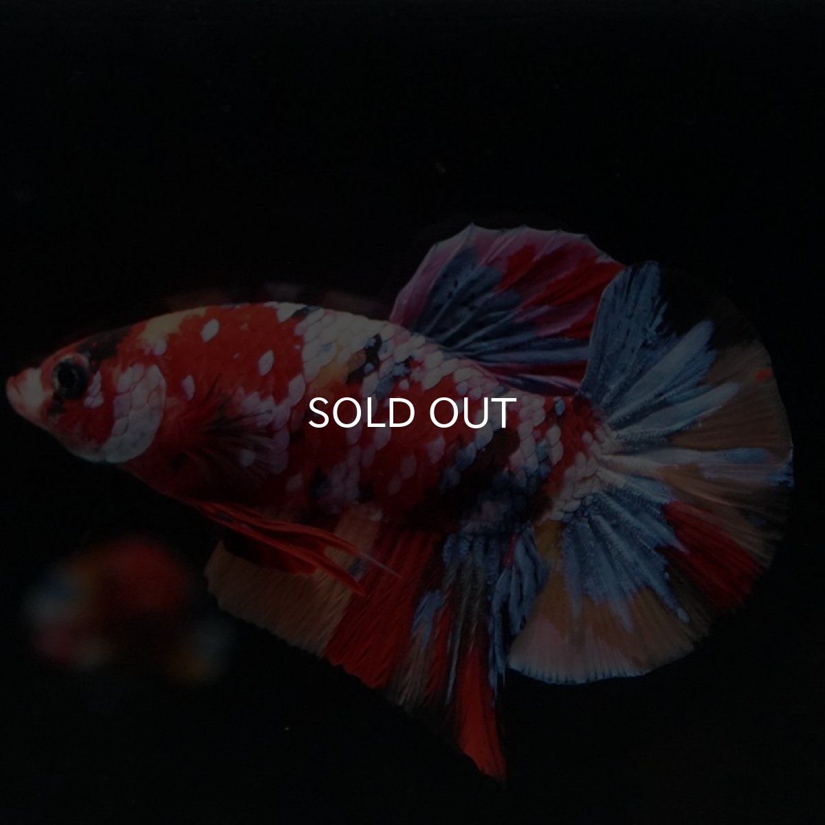 画像6: HMPK　キャンディギャラクシー (6)