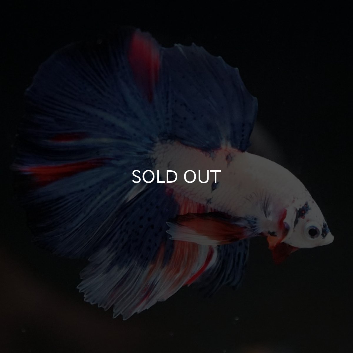 画像6: HM　ホワイトファンシー (6)