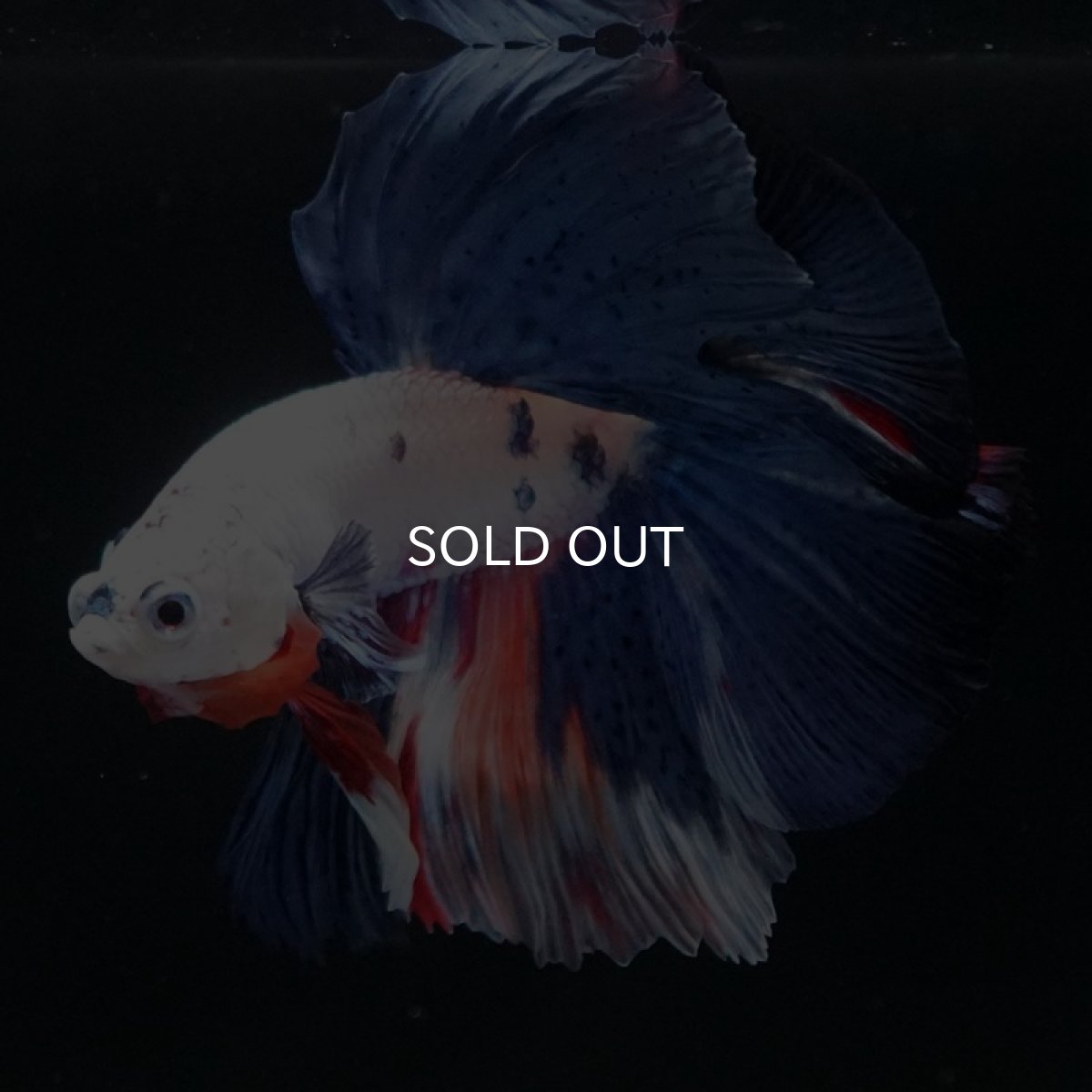 画像5: HM　ホワイトファンシー (5)