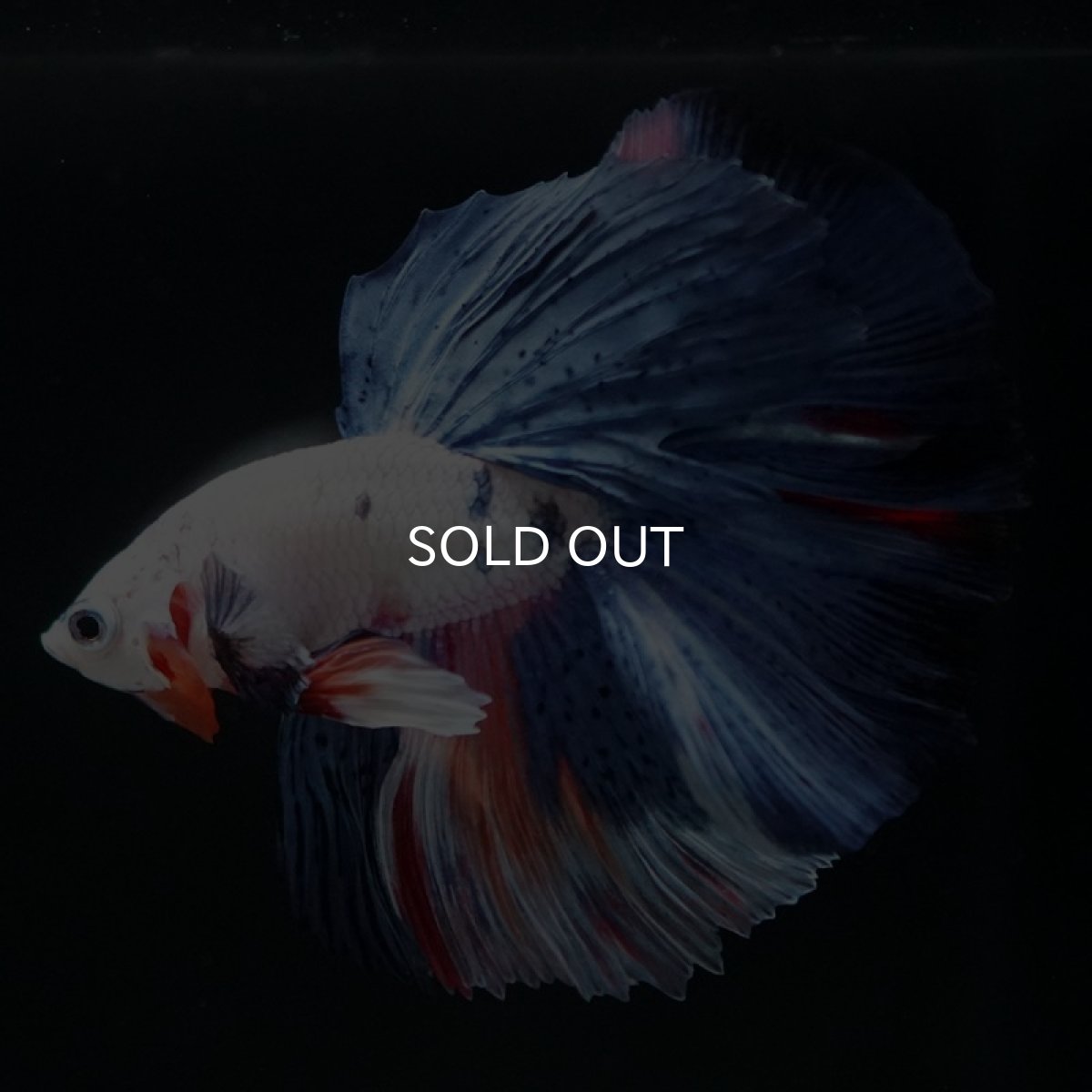 画像4: HM　ホワイトファンシー (4)