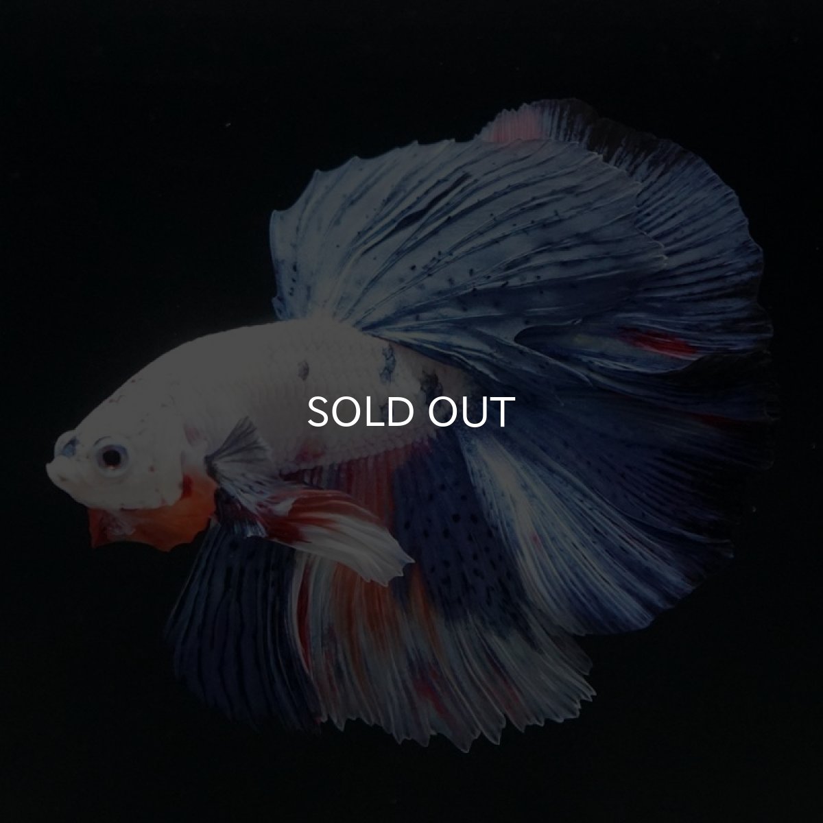 画像3: HM　ホワイトファンシー (3)