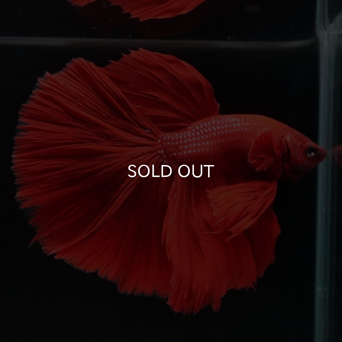 画像2: HM　ソリッドレッド (2)