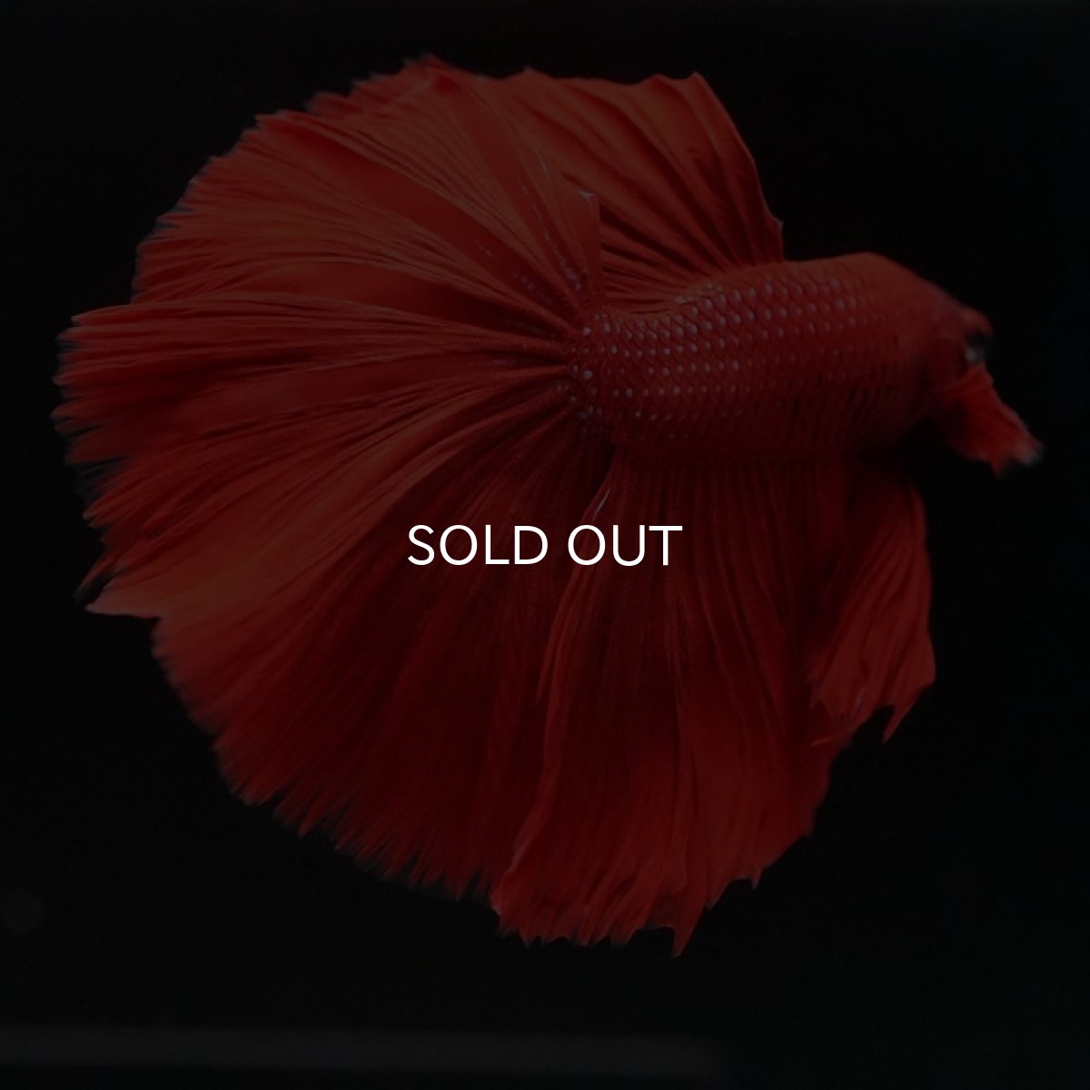 画像3: HM　ソリッドレッド (3)