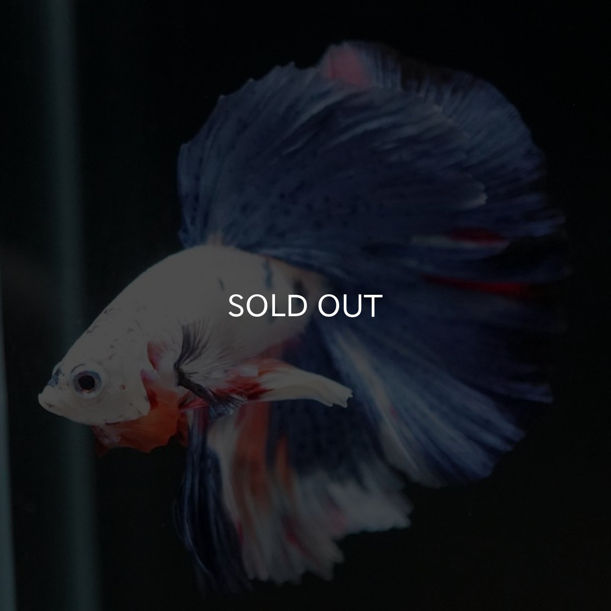 画像2: HM　ホワイトファンシー (2)