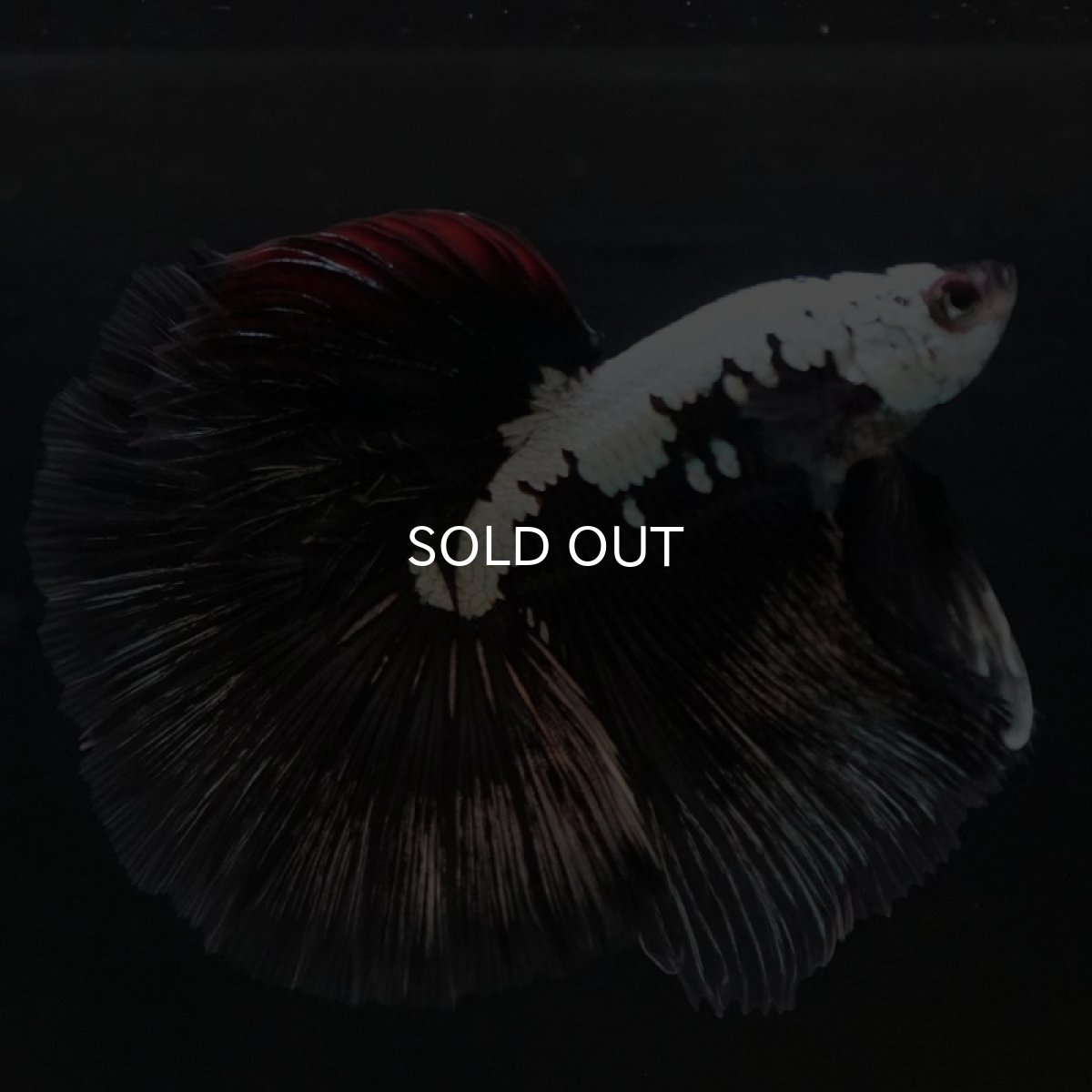 画像3: HM ブラックレッドサムライ (3)