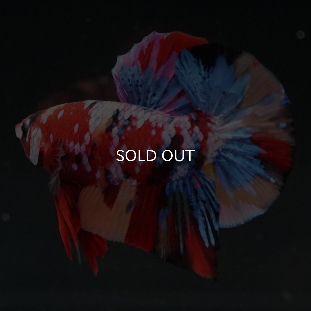 画像5: HMPK　キャンディギャラクシー (5)