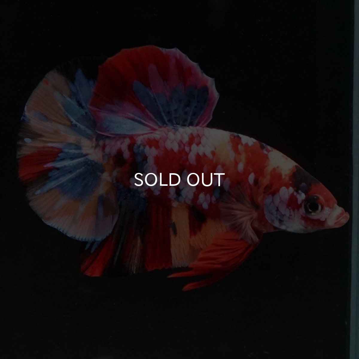 画像4: HMPK　キャンディギャラクシー (4)