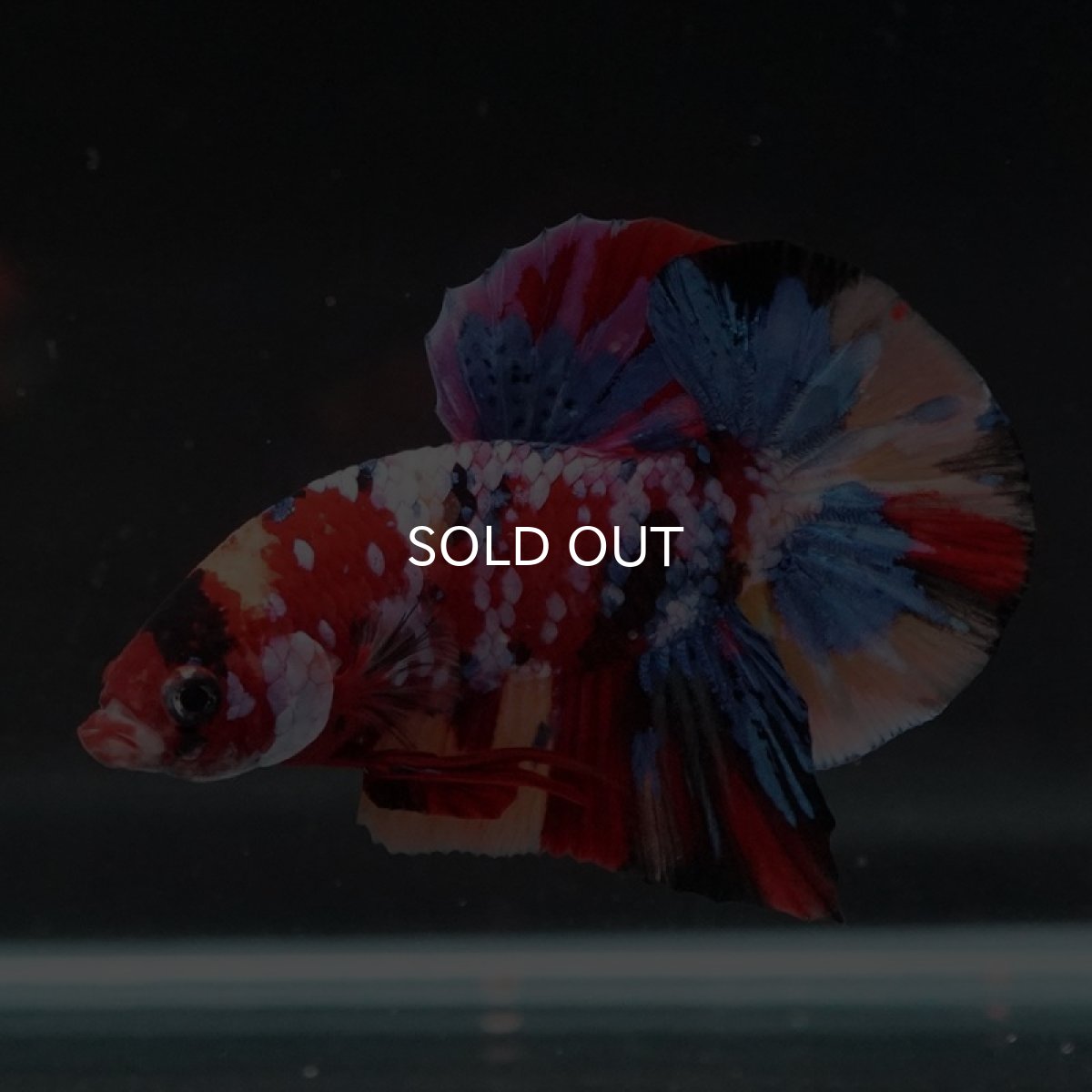 画像3: HMPK　キャンディギャラクシー (3)