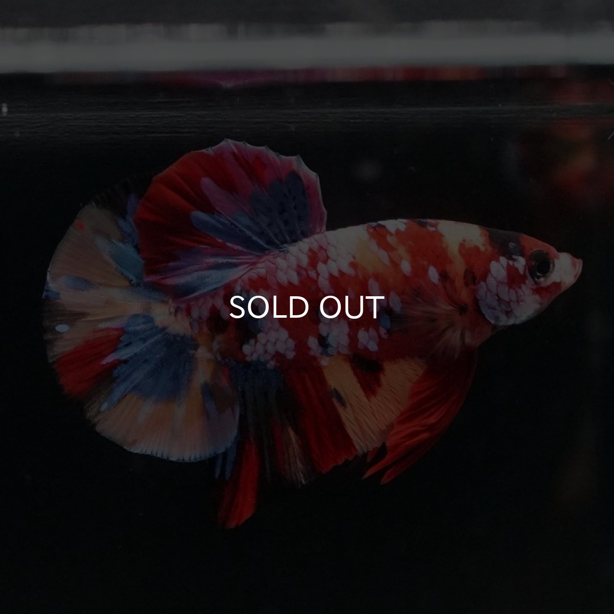 画像2: HMPK　キャンディギャラクシー (2)