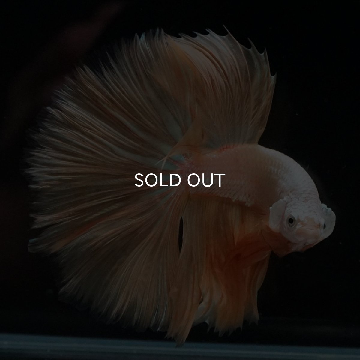 画像10: HM　プラチナイエロードラゴン (10)