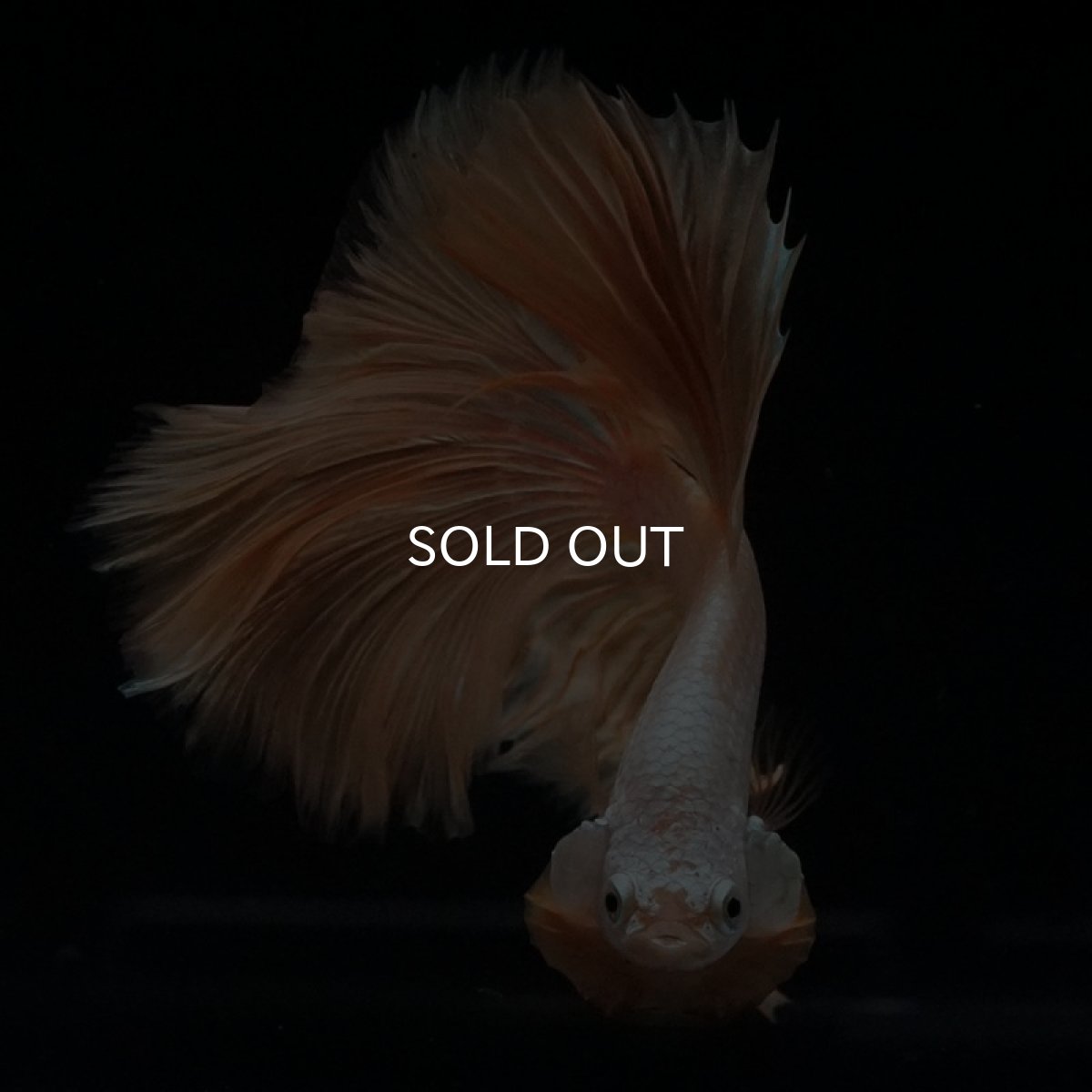 画像9: HM　プラチナイエロードラゴン (9)