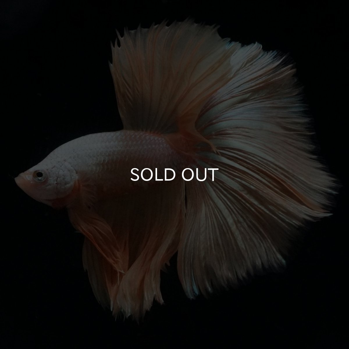 画像8: HM　プラチナイエロードラゴン (8)