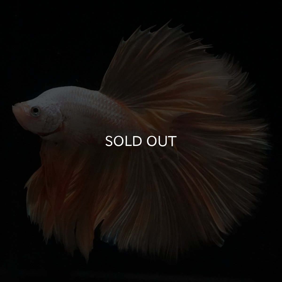 画像2: HM　プラチナイエロードラゴン (2)