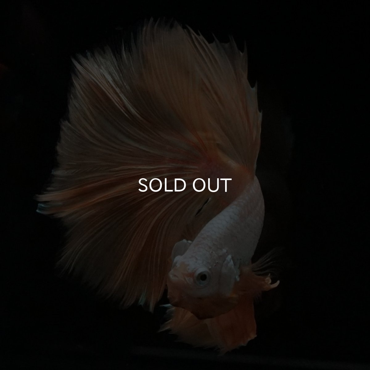 画像7: HM　プラチナイエロードラゴン (7)