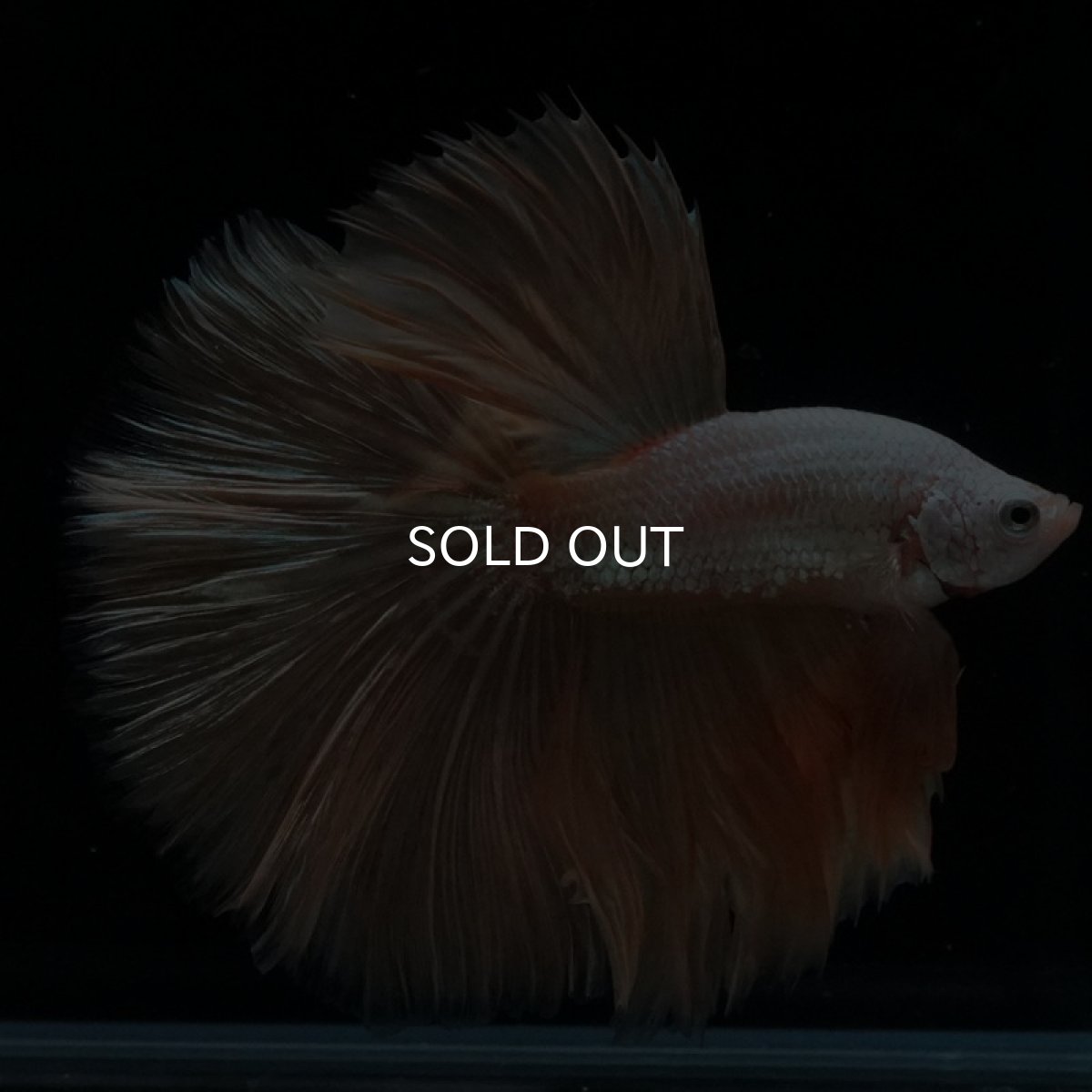 画像5: HM　プラチナイエロードラゴン (5)