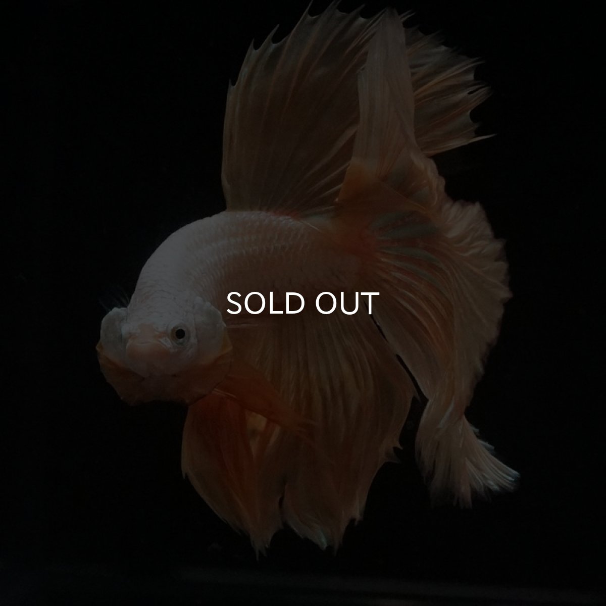 画像4: HM　プラチナイエロードラゴン (4)