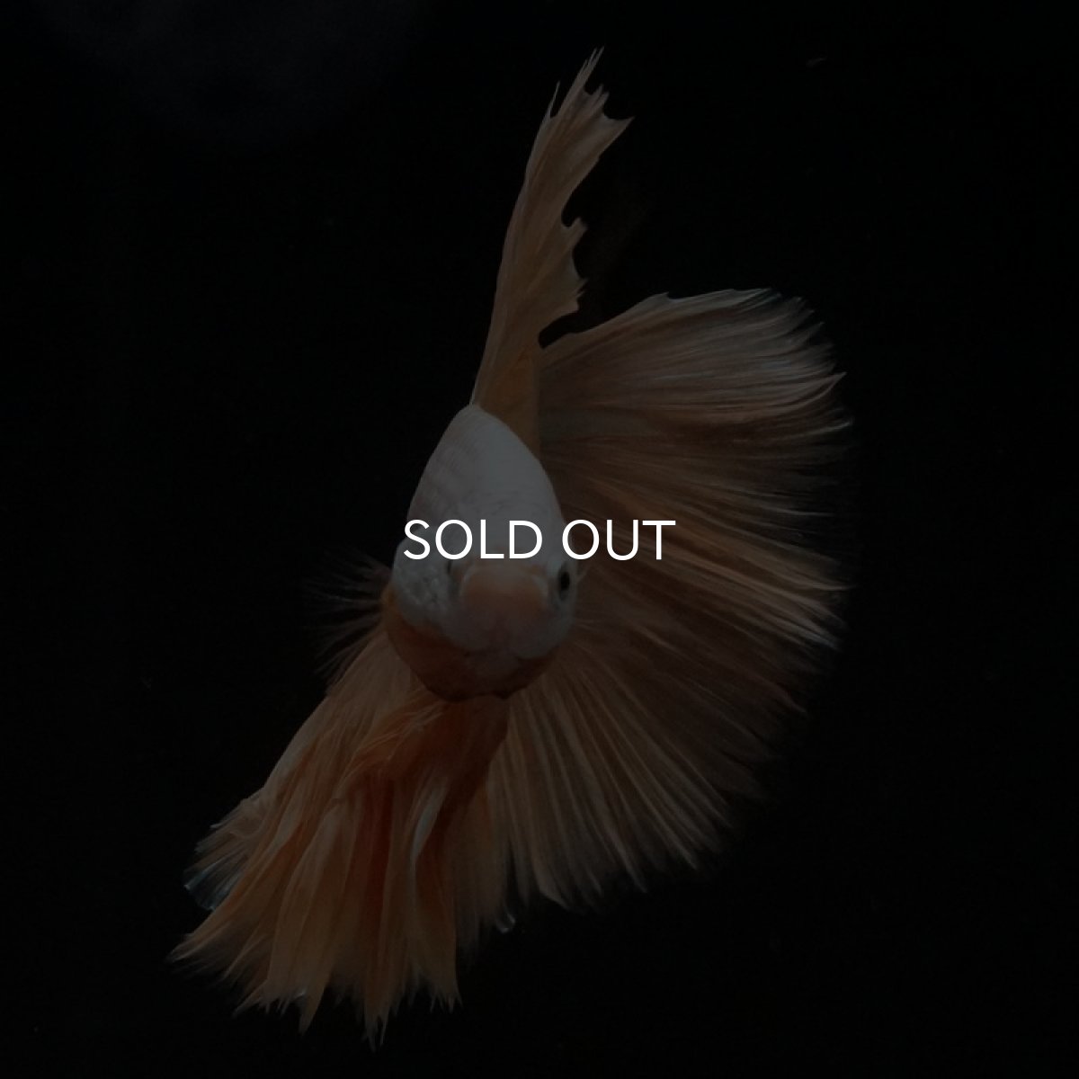 画像3: HM　プラチナイエロードラゴン (3)