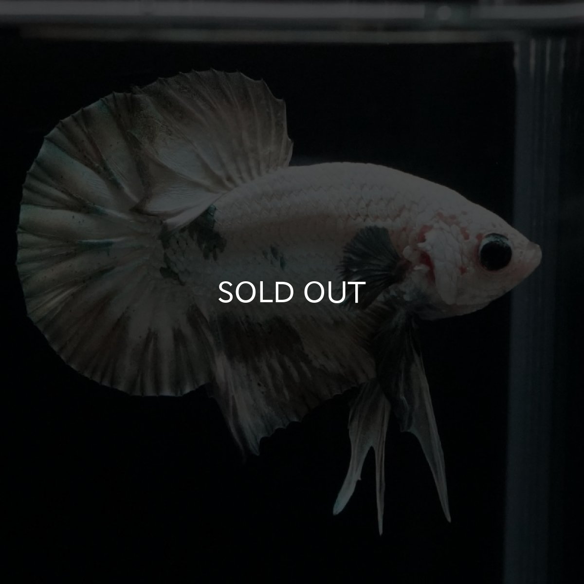 画像2: HMPK　ホワイトカッパーマーブル (2)