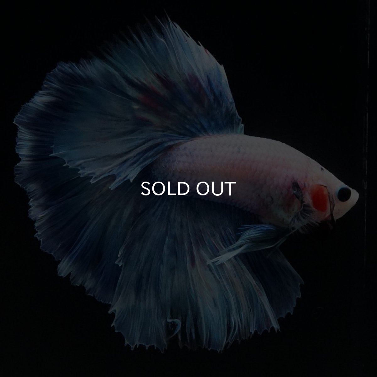 画像8: HM ホワイトファンシー ローズテール (8)