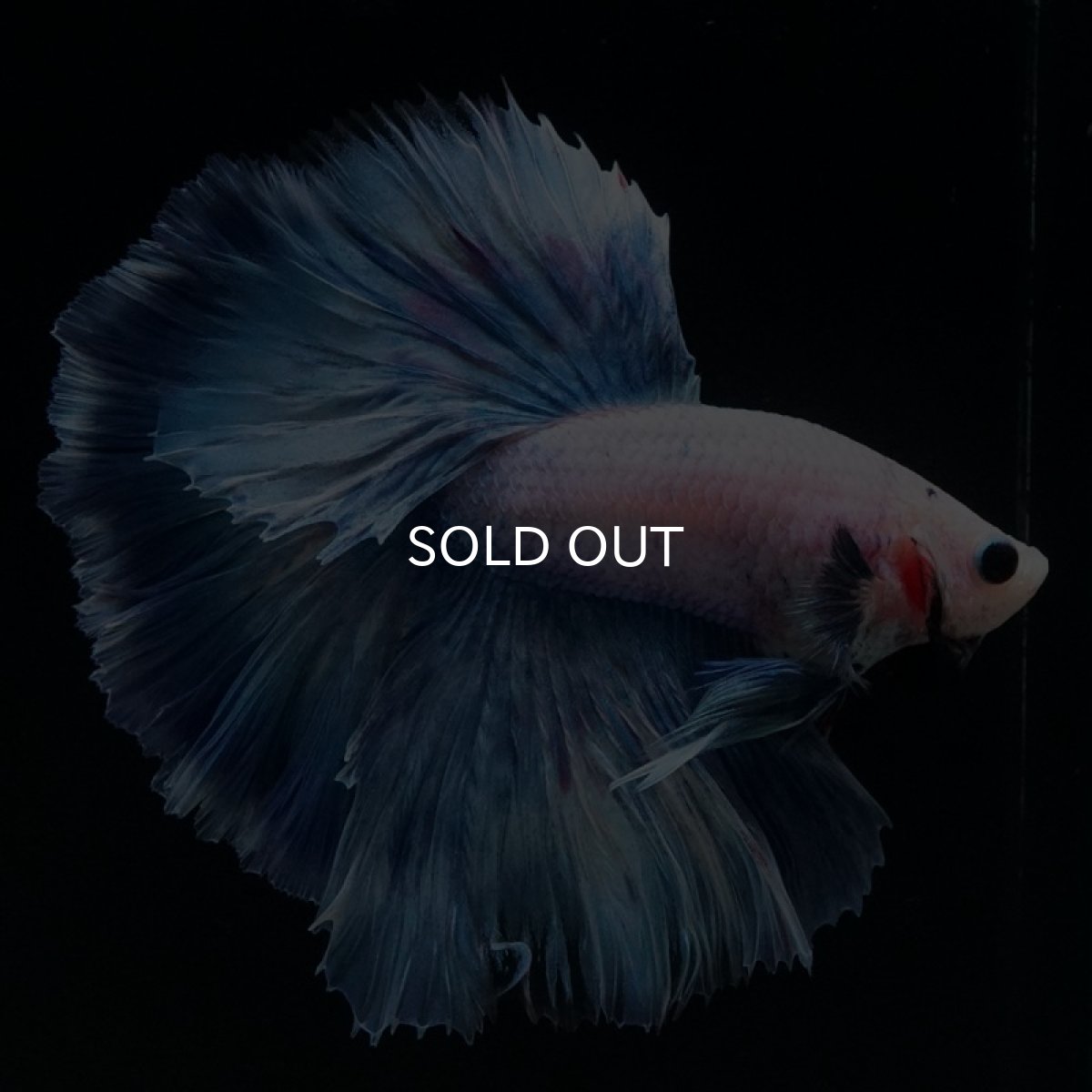 画像7: HM ホワイトファンシー ローズテール (7)