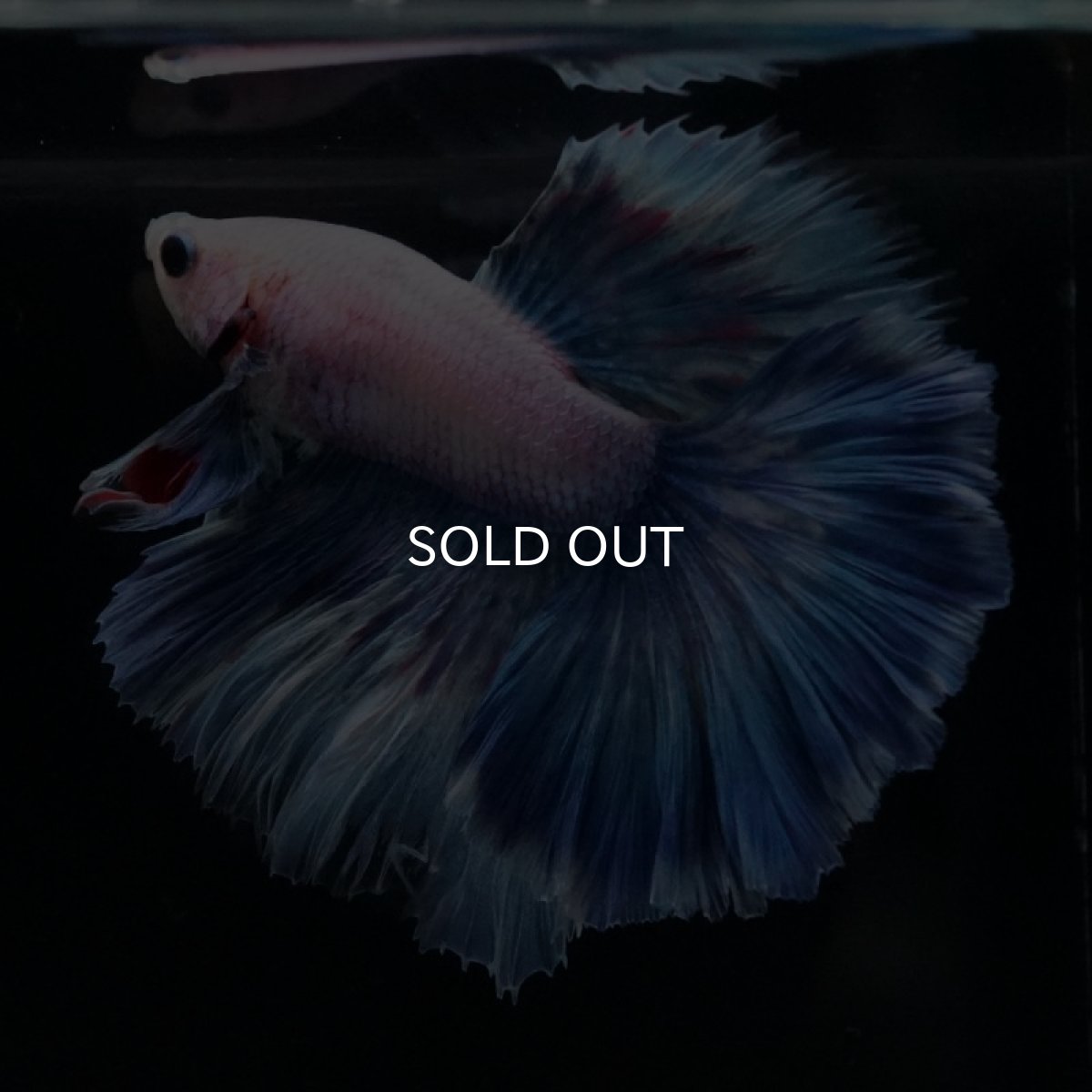 画像6: HM ホワイトファンシー ローズテール (6)