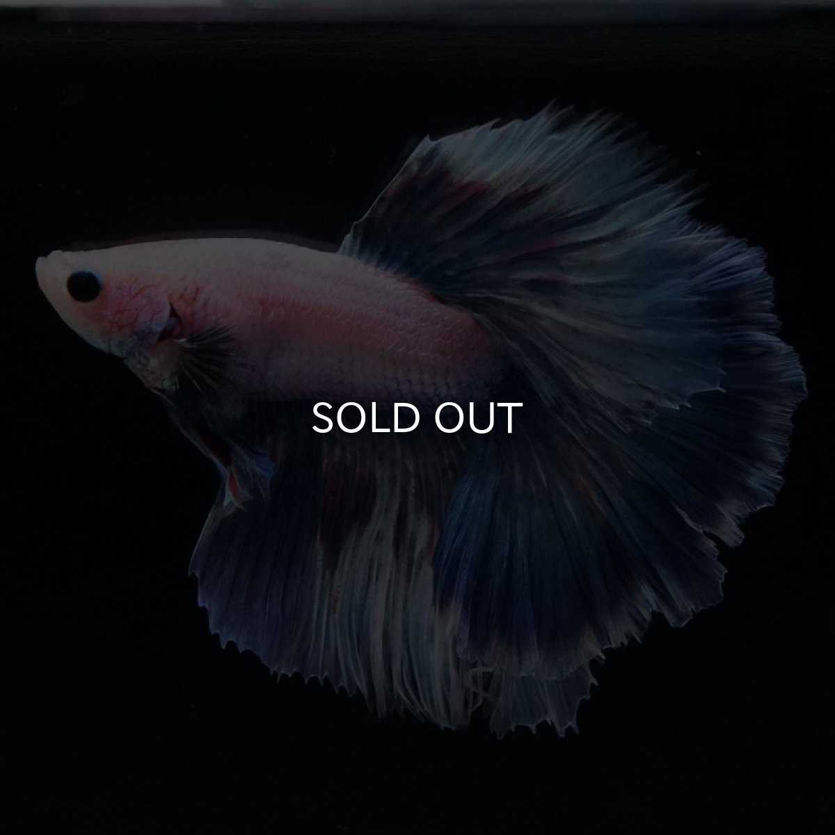 画像5: HM ホワイトファンシー ローズテール (5)