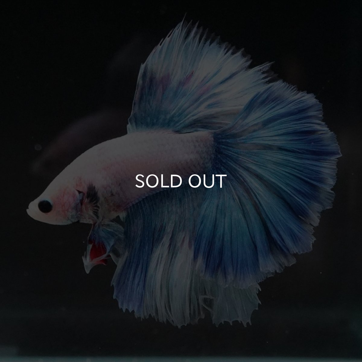 画像4: HM ホワイトファンシー ローズテール (4)