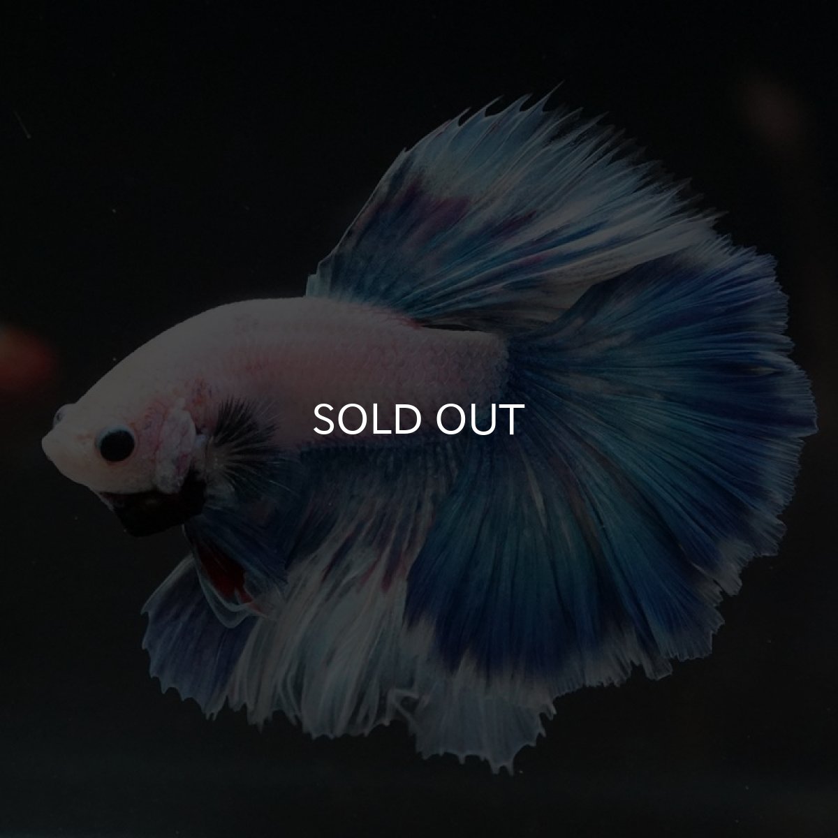 画像3: HM ホワイトファンシー ローズテール (3)