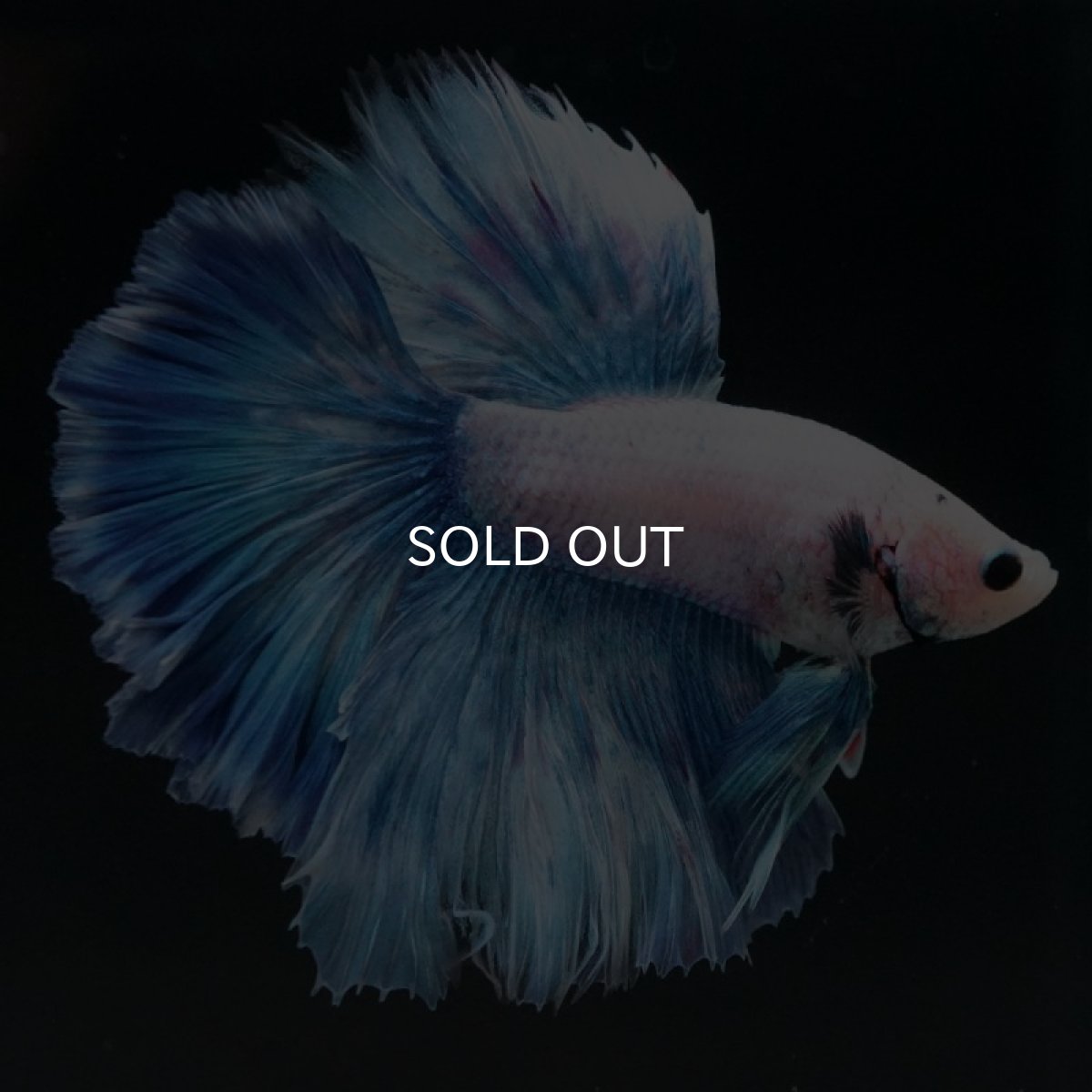 画像2: HM ホワイトファンシー ローズテール (2)