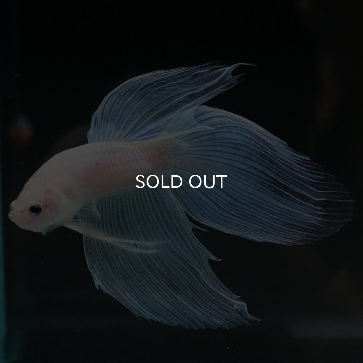 画像9: VT ホワイトファンシー (9)